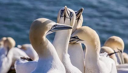 爱游戏APP-湖人球员恋情曝光 内线爱情大戏引热议，湖人所以球员